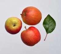 James Grieve æbler